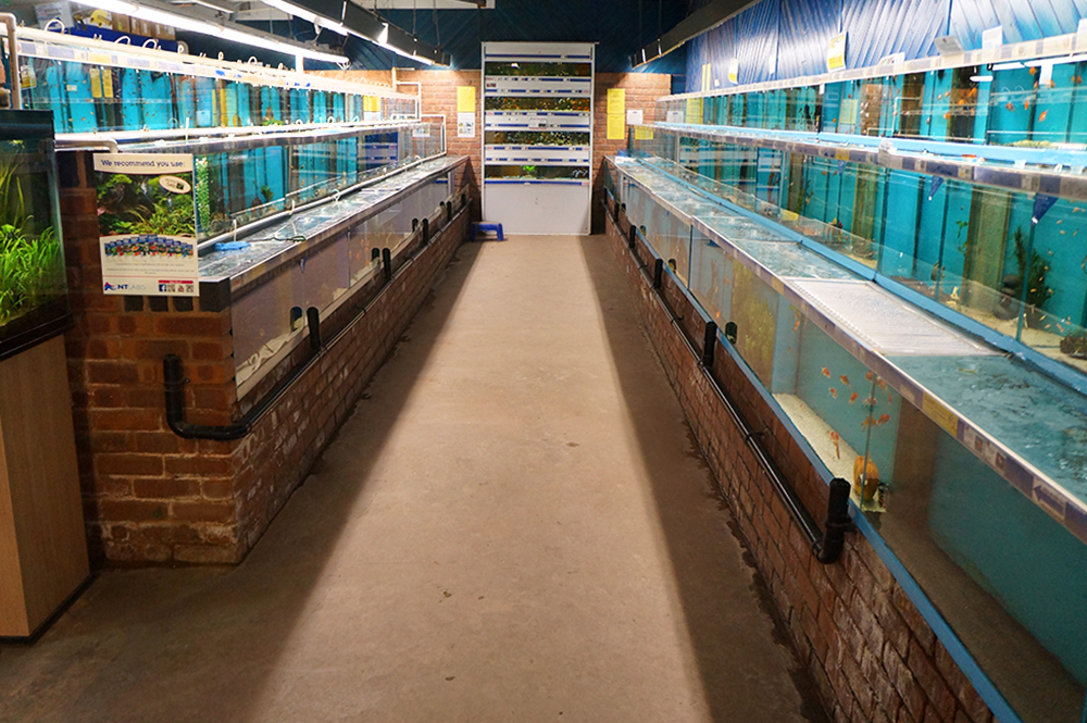 Pet best sale shop aquarium